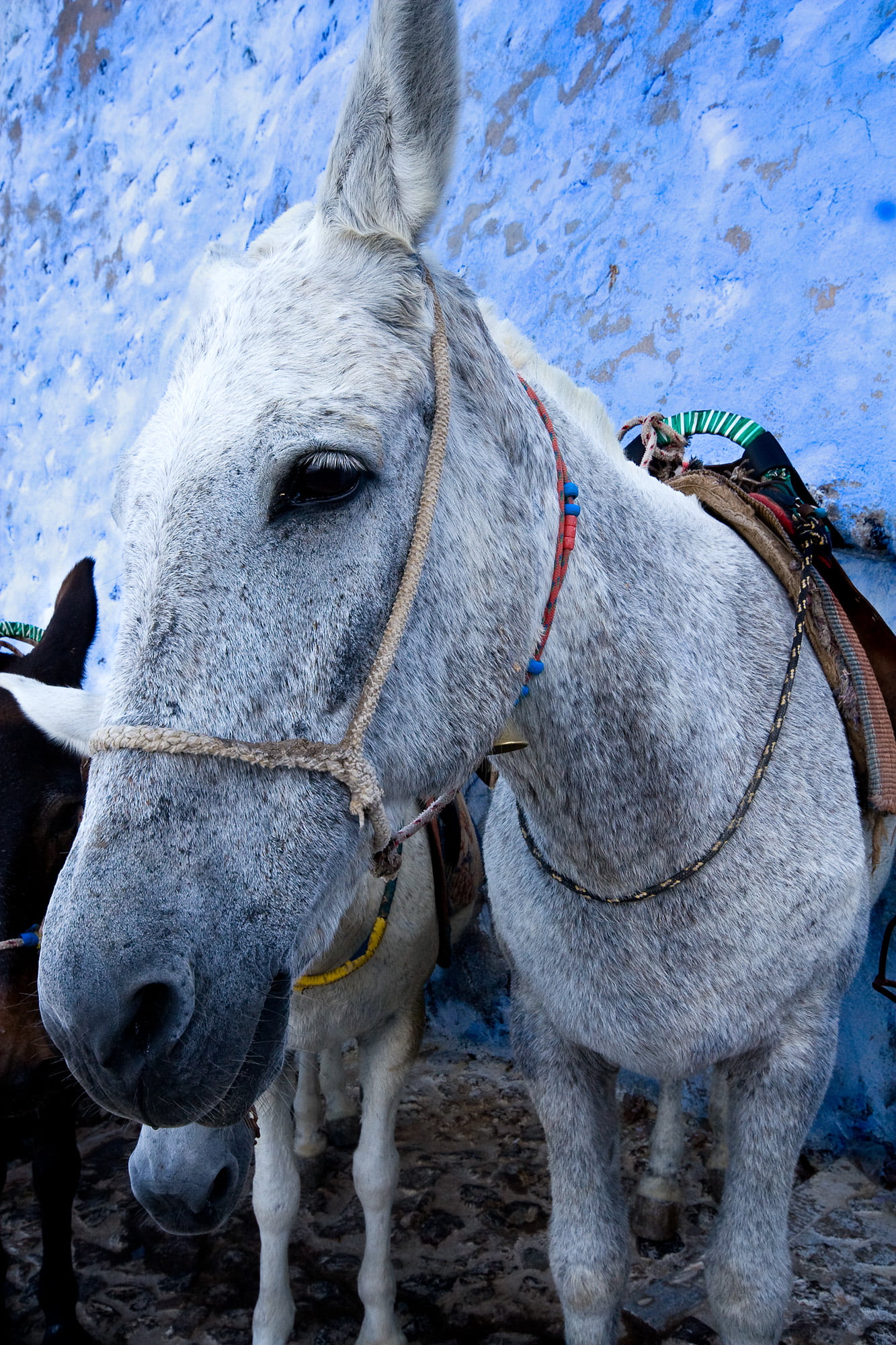 Santorini Donkey